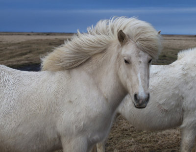 Icelandic pony portrait