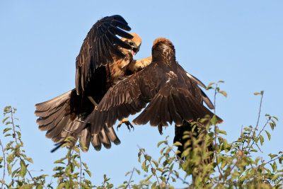 Marsh Harrier (Circus aeruginosus)