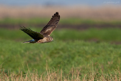 Hen Harrier (Circus cyaneus)