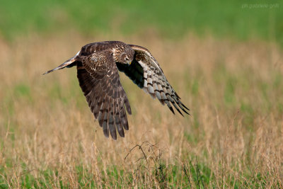 Hen Harrier (Circus cyaneus)