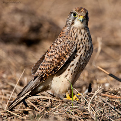 Kestrel (Falco tinnunculus)