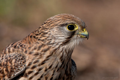 Kestrel (Falco tinnunculus)