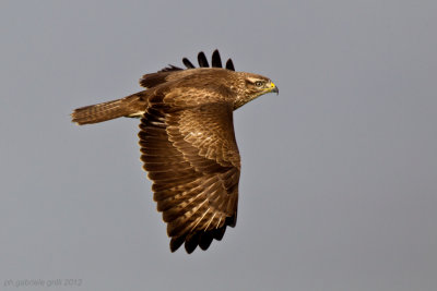 Common Buzzard (Buteo buteo)