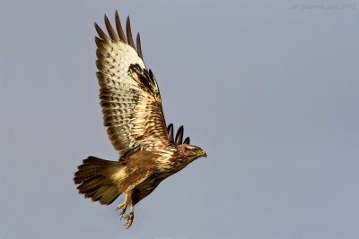 Common Buzzard (Buteo buteo)