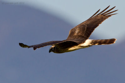 Hen Harrier (Circus cyaneus)