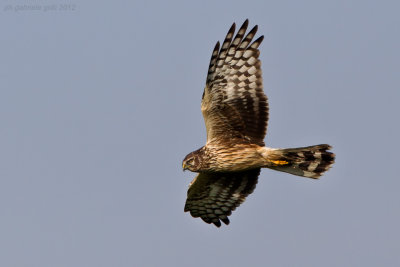 Hen Harrier (Circus cyaneus)