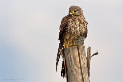 Kestrel (Falco tinnunculus)
