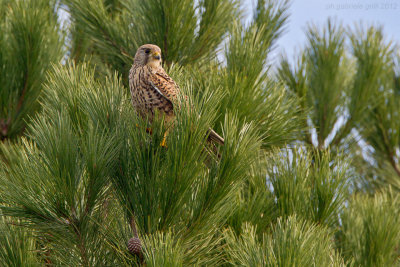 Kestrel (Falco tinnunculus)