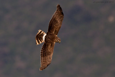 Hen Harrier (Circus cyaneus)