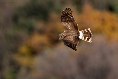 Hen Harrier (Circus cyaneus)