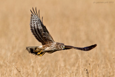 Hen Harrier (Circus cyaneus)
