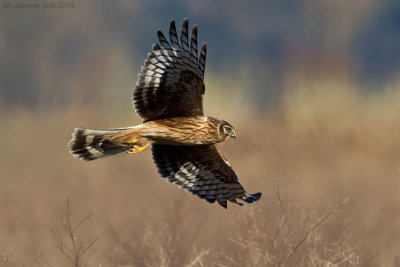 Hen Harrier (Circus cyaneus)