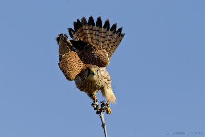 Kestrel (Falco tinnunculus)