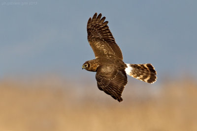 Hen Harrier (Circus cyaneus)