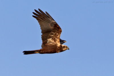 Marsh Harrier (Circus aeruginosus)