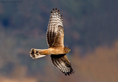 Hen Harrier (Circus cyaneus)