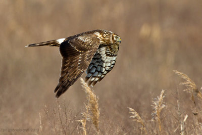 Hen Harrier (Circus cyaneus)