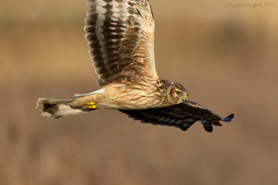 Hen Harrier (Circus cyaneus)