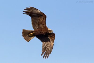 Marsh Harrier (Circus aeruginosus)