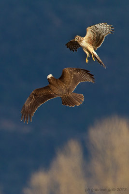 Hen Harrier (Circus cyaneus) and Marsh Harrier (Falco aeruginosus)