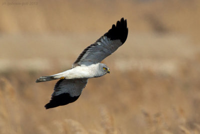 Hen Harrier (Circus cyaneus)