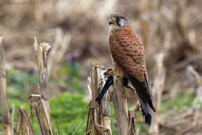 Kestrel (Falco tinnunculus)