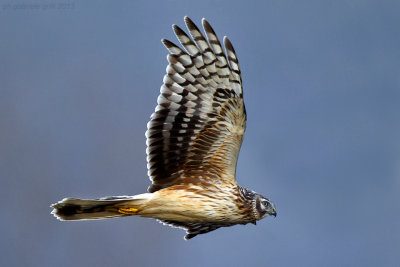 Hen Harrier (Cicus cyaneus)