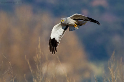 Hen Harrier (Circus cyaneus)