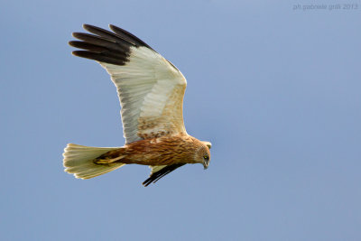 Marsh Harrier (Circus aeruginosus)