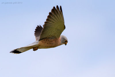 Lesser Kestrel (Falco naumanni)