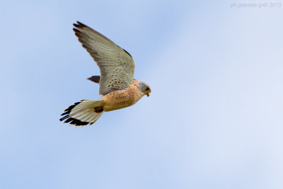 Lesser Kestrel (Falco naumanni)