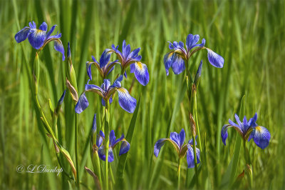 *** 230.12 - Wild Blue Flag Iris 