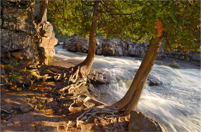 18 - Gooseberry River: Sunny Morning Cedars