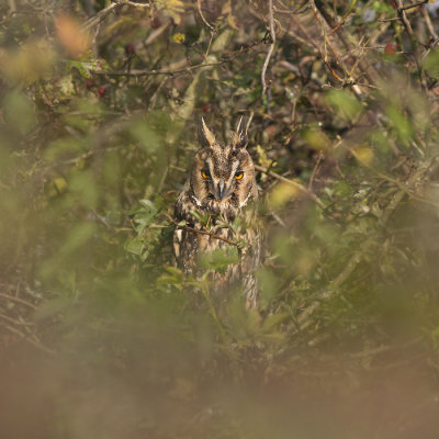 Ransuil / Long-eared Owl