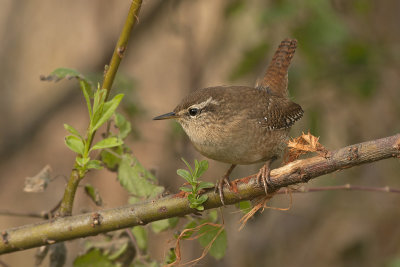 Winterkoning / Wren