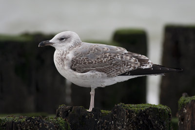 Geelpootmeeuw / Yellow-legged Gull