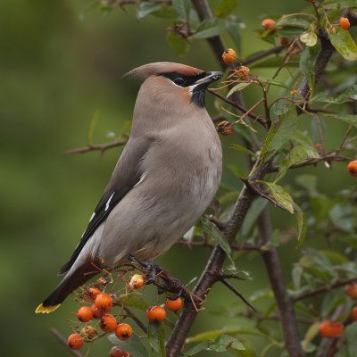 Pestvogel / Waxwing