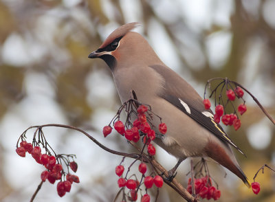 Pestvogel / Waxwing