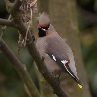 Pestvogel / Waxwing