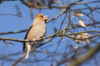 Appelvink / Hawfinch