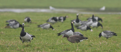 Dwerggans / Lesser White-fronted Goose