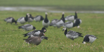 Dwerggans / Lesser White-fronted Goose