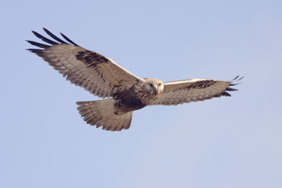 Ruigpootbuizerd / Rough-legged Buzzard