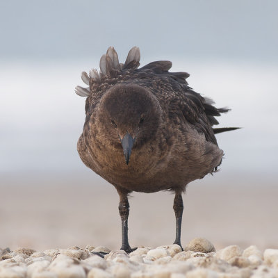 Grote Jager / Great Skua