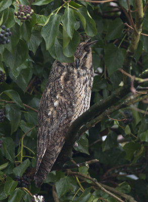 Ransuil / Long-eared Owl