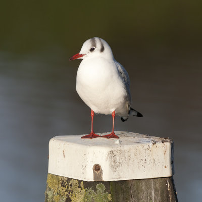 Kokmeeuw / Black-headed Gull