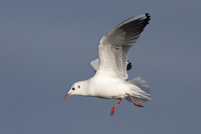 Kokmeeuw / Black-headed Gull