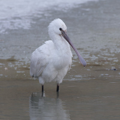 Lepelaar / Spoonbill