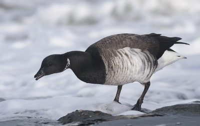 Witbuikrotgans / Pale-bellied Brant Goose