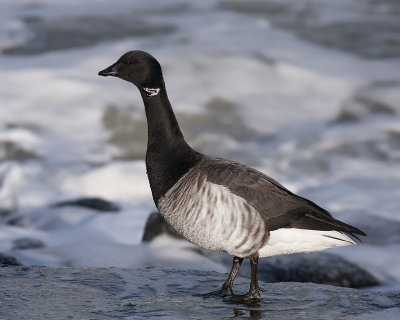 Witbuikrotgans / Pale-bellied Brant Goose